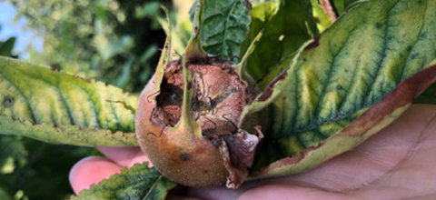 medlars